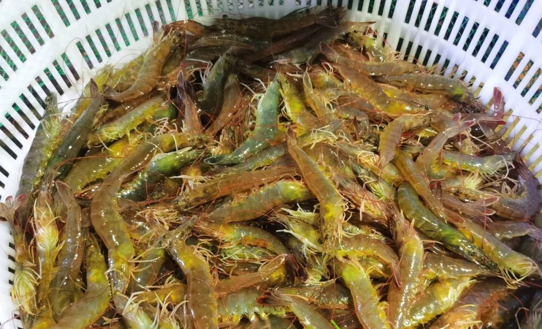 溫棚養(yǎng)殖南美白對蝦連續(xù)蛻殼怎么辦？