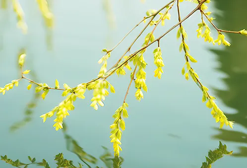 消毒和解毒如何區(qū)分？消毒劑殘留毒素怎么解？