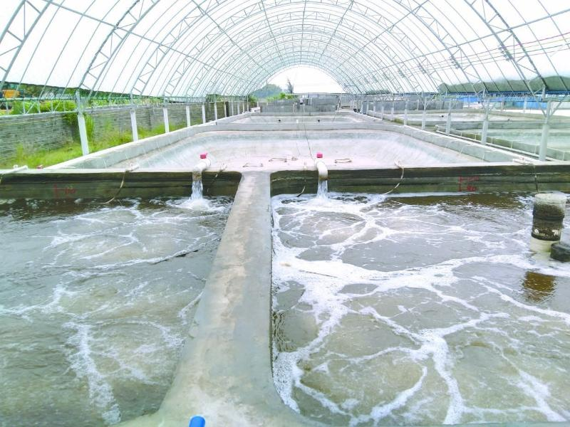 養(yǎng)蝦先養(yǎng)水！養(yǎng)水的關(guān)鍵核心原來(lái)是它！