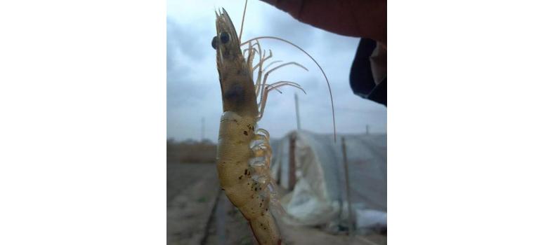 對(duì)蝦黑鰓褐斑綜合癥怎么辦？
