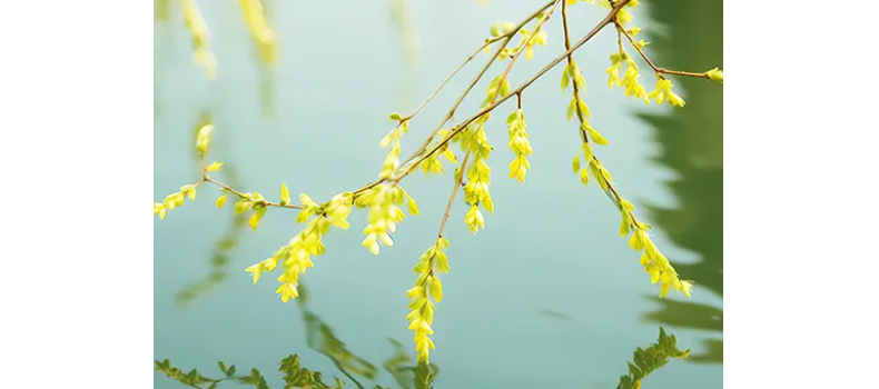 消毒和解毒如何區(qū)分？消毒劑殘留毒素怎么解？