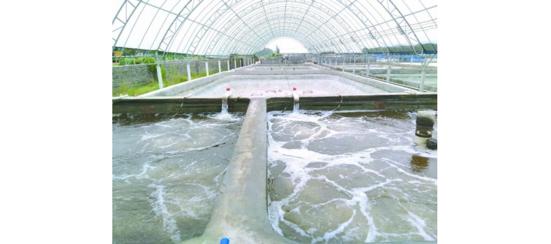 養(yǎng)蝦先養(yǎng)水！養(yǎng)水的關(guān)鍵核心原來是它！
